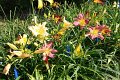 IMG_4279 (Large)